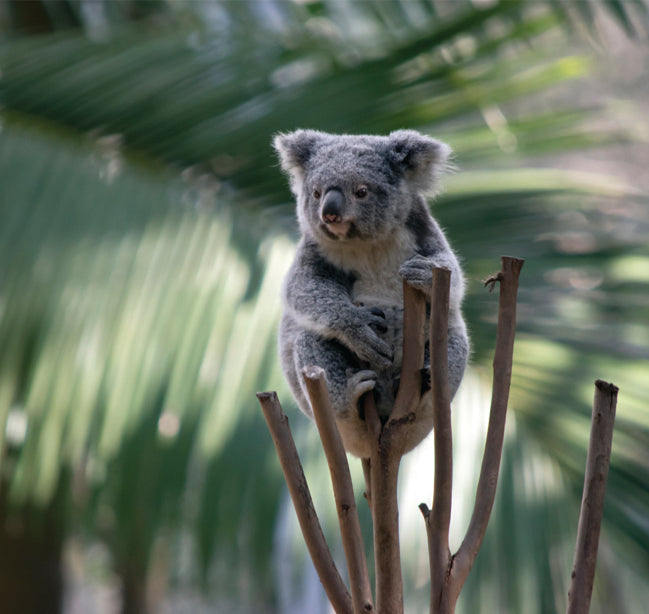 save the koalas